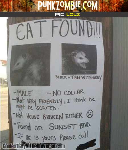 cat found